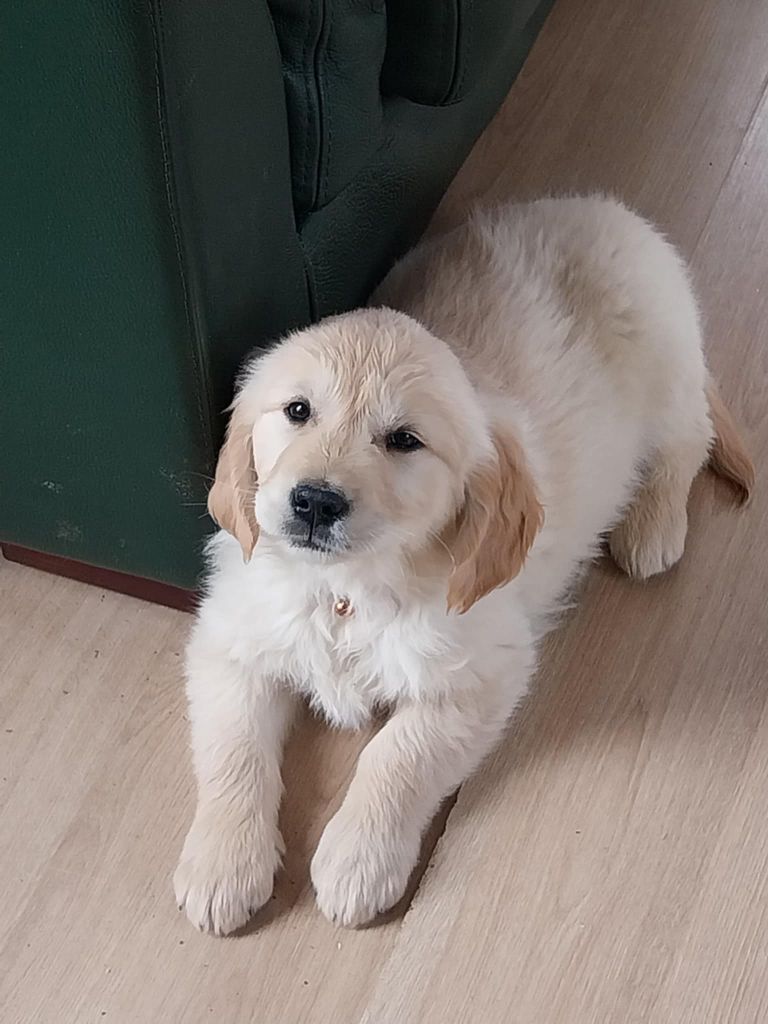 Du Bord De Rivière - Chiots disponibles - Golden Retriever